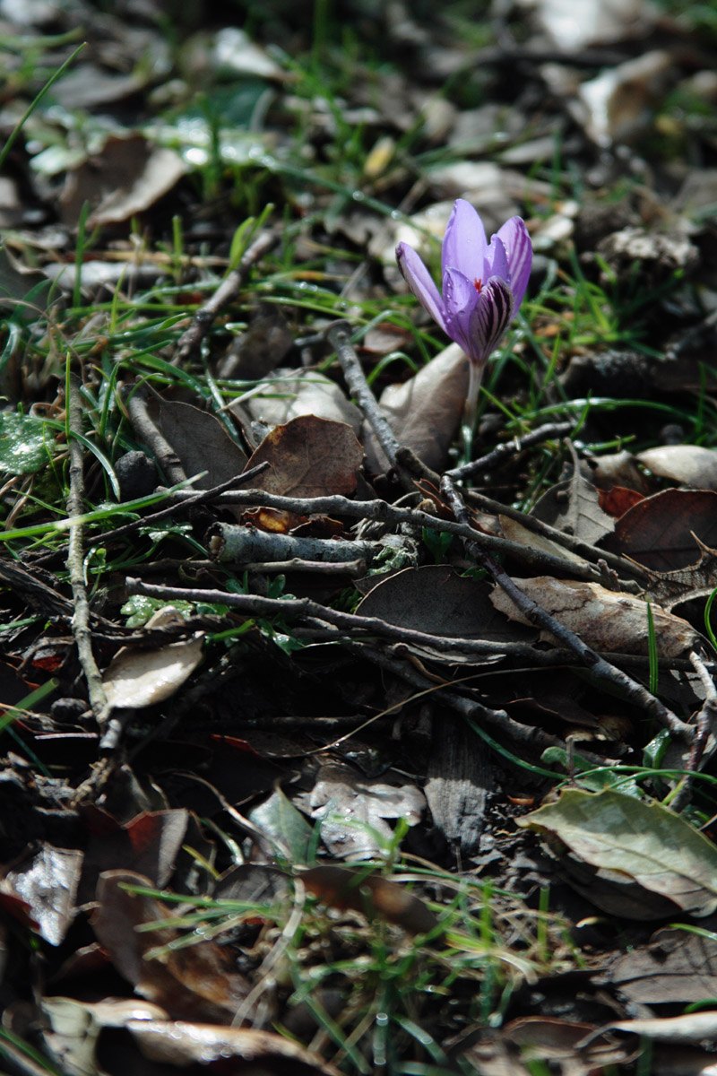 Crocus minimus / Zafferano minore